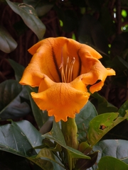 Solandra maxima