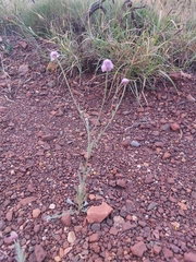 Ptilotus helipteroides