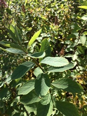 Spiraea