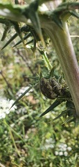 Larinus onopordi
