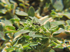 Cataglyphis italica