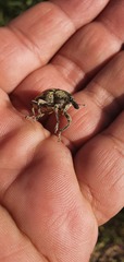 Larinus onopordi