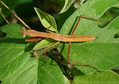Polyspilota comorana