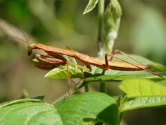 Polyspilota comorana