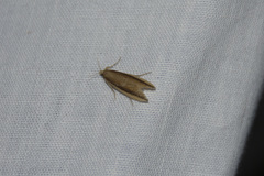 Donacaula mucronella