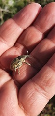 Larinus onopordi