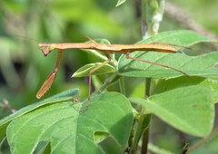 Polyspilota comorana