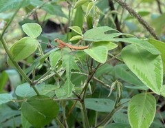 Polyspilota comorana