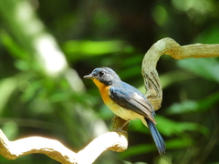 Cyornis sumatrensis