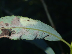 Phyllonorycter apparella