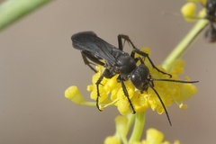 Anospilus orbitalis luctigerus