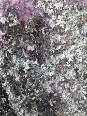 Xanthoparmelia viriduloumbrina