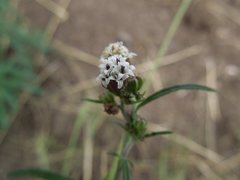 Bahieae