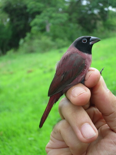Black-faced Firefinch (Lagonosticta larvata), photo 5