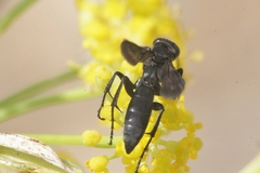 Anospilus orbitalis luctigerus