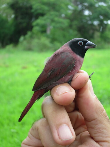 Black-faced Firefinch (Lagonosticta larvata), photo 9