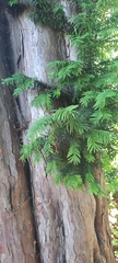 Taxus baccata