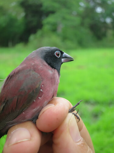 Black-faced Firefinch (Lagonosticta larvata), photo 10