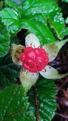 Rubus pumilus