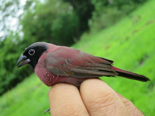 Black-faced Firefinch (Vinaceous)