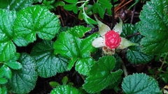 Rubus pumilus