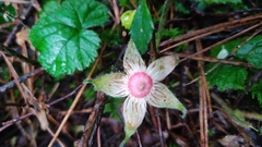 Rubus pumilus