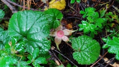 Rubus pumilus