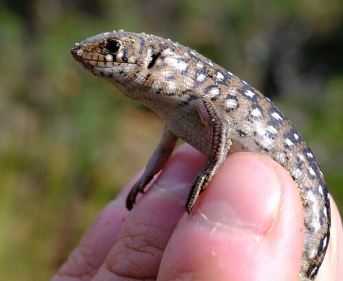 Leopard Ctenotus