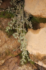 Urtica trichantha