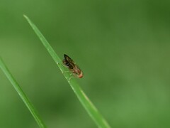 Opomyza petrei