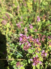 Thymus pulegioides