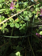 Thymus pulegioides