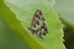 Cacyreus darius