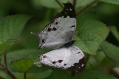 Protogoniomorpha duprei