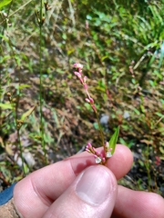 Persicaria mitis
