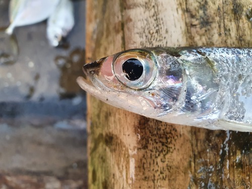 West African ladyfish (Elops lacerta) — Elopidae — 5