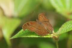Junonia goudotii