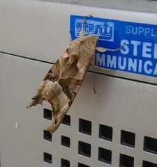 Phlogophora meticulosa