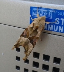 Phlogophora meticulosa