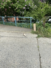 Columba livia domestica