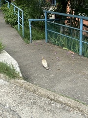 Columba livia domestica