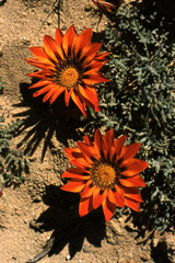 Gazania leiopoda