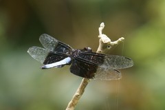 Thermorthemis madagascariensis