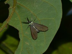 Uranophora