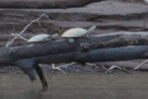 Podocnemis unifilis
