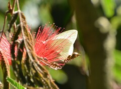 Hesperocharis