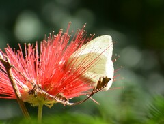 Hesperocharis