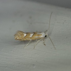 Phyllonorycter rhododendrella