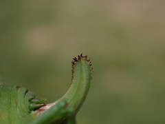 Isophya pyrenaea