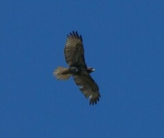 Buteo jamaicensis umbrinus